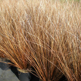 (п.ф.) Осока Ред Рустер F1,