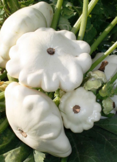 Патиссон Чебурашка, 1гр (фасовка)