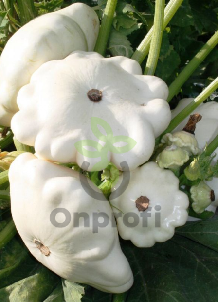 Патиссон Чебурашка, 1гр (фасовка)