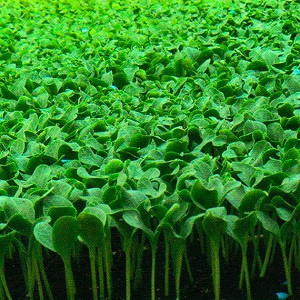 Подвой Рутпауэр,