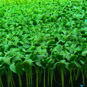 Подвой Рутпауэр,