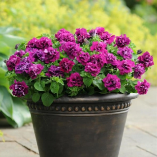 (п.ф.) Петуния Дуо Бургунди F1, 50 шт (№9-2-12) Гавриш