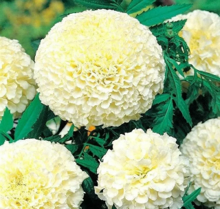 (п.ф.) Бархатцы Ванилла, 100 шт (№3-36)