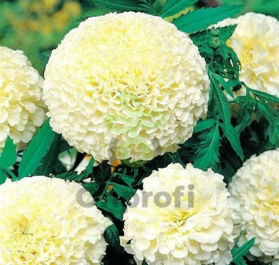 (п.ф.) Бархатцы Ванилла, 100 шт (№3-36)