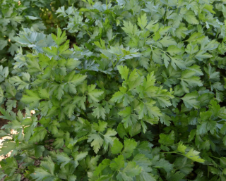 Петрушка Тайга, 100гр