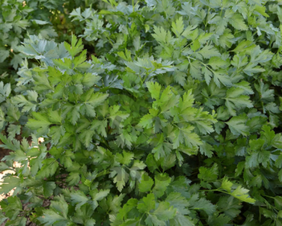 Петрушка Тайга, 100гр