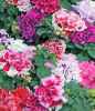 (п.ф.) Петуния Бонанза Микс, 100 шт (№9-2-32) Поиск 
