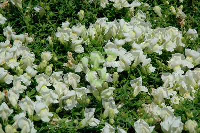 (п.ф.) Львиный зев Снапшот Вайт, 1000 шт (№6-74)