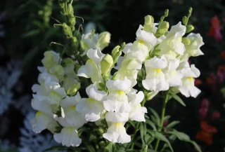 (п.ф.) Львиный зев Снапшот Вайт, 1000 шт (№6-74)