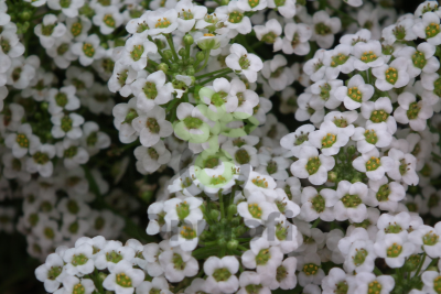 (п.ф.) Алиссум Эстер Боннет Вайт,