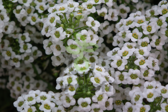 (п.ф.) Алиссум Эстер Боннет Вайт, 1000 шт (№6-147)