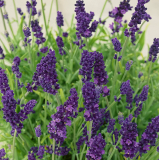 (м.ф.) Лаванда декоративная Услада, 0.25гр