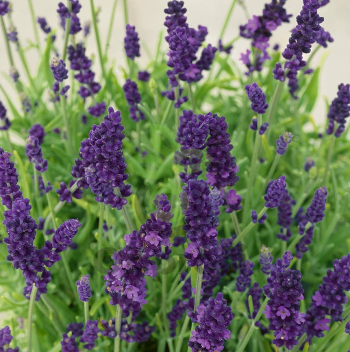 (м.ф.) Лаванда декоративная Услада, 0.25гр