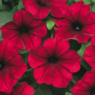 (п.ф.) Петуния Изи Вейв Ред F1,