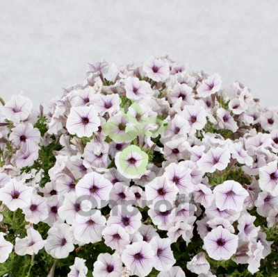 (п.ф.) Петуния Пендолино Виолет Айс,