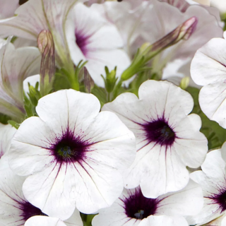 (п.ф.) Петуния Пендолино Виолет Айс,