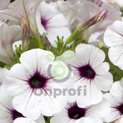 (п.ф.) Петуния Пендолино Виолет Айс,