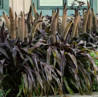 (п.ф.) Пеннисетум Капер Принц,