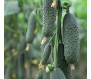 Огурец Домани F1,