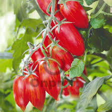 Томат Райские свечи, 0,5гр (фасовка)