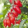 Томат Райские свечи, 0,5гр (фасовка)