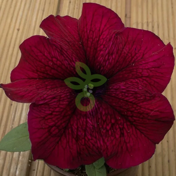 (п.ф.) Петуния Фалкон Бургунди F1,