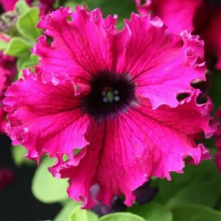 (п.ф.) Петуния Эспрессо Фраппе Роуз, 100 шт (№9-2-20)