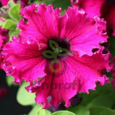 (п.ф.) Петуния Эспрессо Фраппе Роуз, 100 шт (№9-2-20)