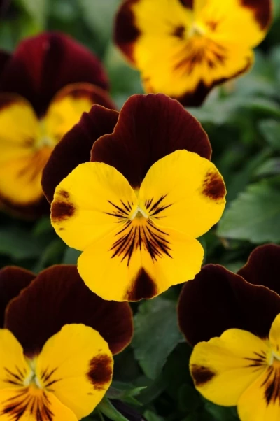 (п.ф.) Виола Кул Вейв Ред Винг F1, 100 шт (134)