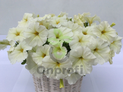 (п.ф.) Петуния Май Джой Вайт, 100 шт (№9-5-38) Поиск