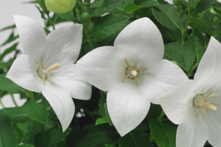 (п.ф.) Платикодон Астра Семи Дабл Вайт, 100шт (№1-69)