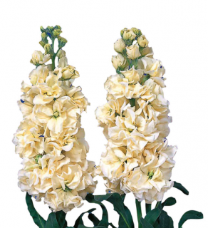 (п.ф.) Маттиола Айрон Еллоу,