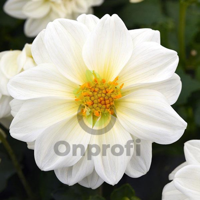 (п.ф.) Георгина Фигаро Вайт F1,