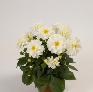 (п.ф.) Георгина Фигаро Вайт F1,