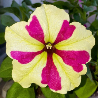 (п.ф.) Петуния Софистика Лайм Биколор F1, 1000 драже (№9-4-216)