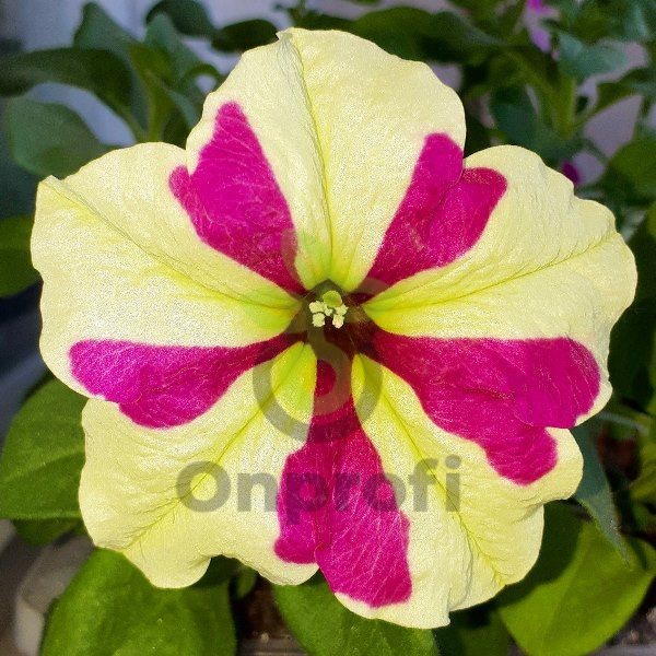 (п.ф.) Петуния Софистика Лайм Биколор F1, 1000 драже (№9-4-216)