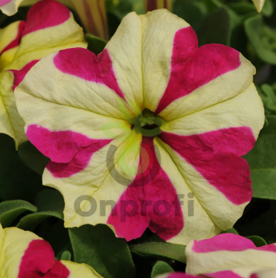 (п.ф.) Петуния Софистика Лайм Биколор F1, 1000 драже (№9-4-216)