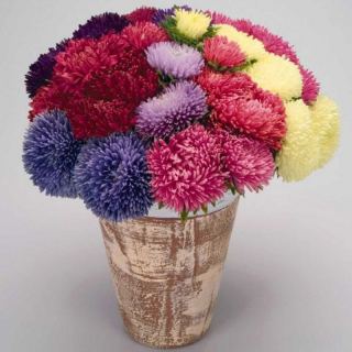 (п.ф.) Астра Гала Микс,