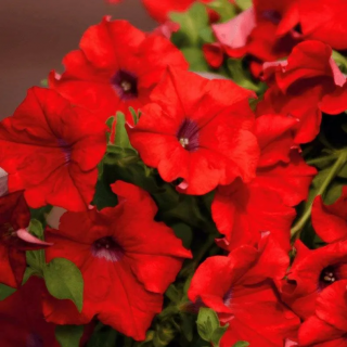 (п.ф.) Петуния Пендолино Скарлет,