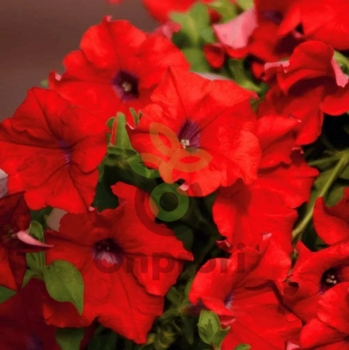 (п.ф.) Петуния Пендолино Скарлет,