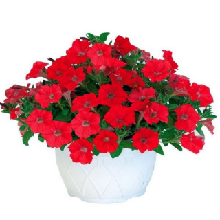 (п.ф.) Петуния Пендолино Скарлет,