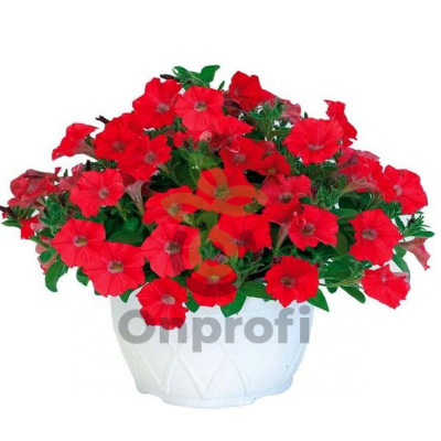 (п.ф.) Петуния Пендолино Скарлет,