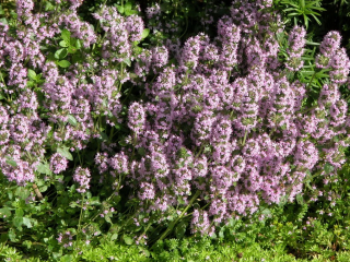 (п.ф.) Тимьян Обыкновенный,