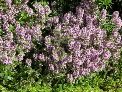 (п.ф.) Тимьян Обыкновенный,