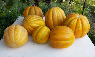 (м.ф) Дыня Эфиопка, 6 гр