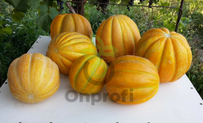 (м.ф) Дыня Эфиопка, 6 гр