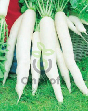 Дайкон Московский Богатырь, 1гр (фасовка)