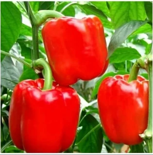 Перец Калифорнийское чудо, 1гр (фасовка)