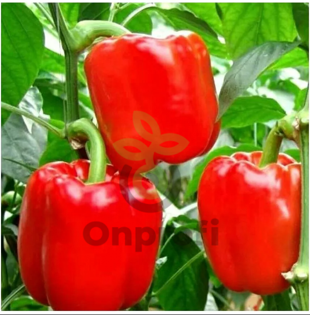 Перец Калифорнийское чудо, 1гр (фасовка)