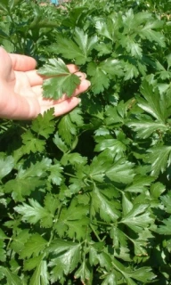 Петрушка Итальянский гигант, 20гр XXXL